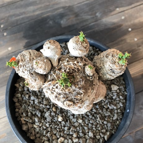 euphorbia    clavigera《激希少》L size