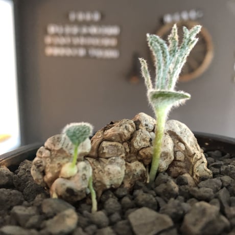 eriospermum dregei《LL size》驚愕‼︎冬型激希少種※現地球発根済株※まず出回らない現地球株‼︎唯一無二ビッグサイズ立体塊根＆極美しい葉※mad black bowl pot植え