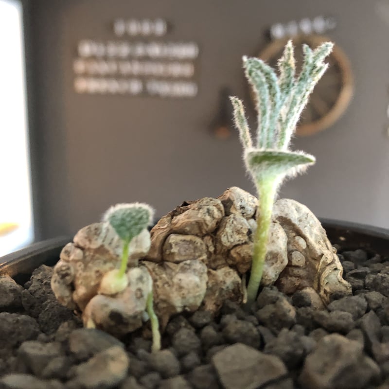 eriospermum dregei《LL size》驚愕‼︎冬型激希少種※現地球発根