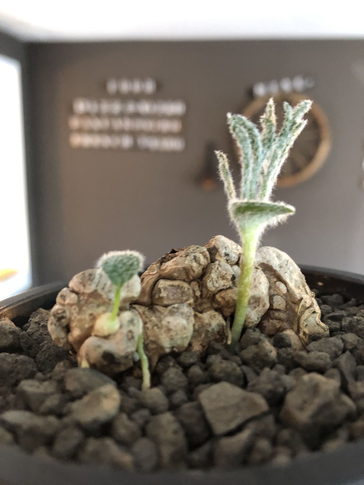 eriospermum dregei《LL size》驚愕‼︎冬型激希少種※現地球発根