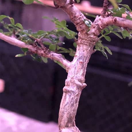 opercullicarya   decaryi  littmon  seed🌱  《3年株》※成長早く例年変化を感じながら育てられるしっかり作り込んだ良株※mad  black  pot植え