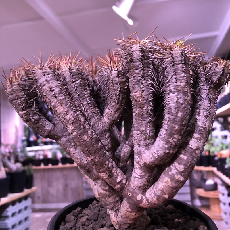 ユーフォルビア クラビゲラ 現地球 ユーフォルビア クラビゲラ 