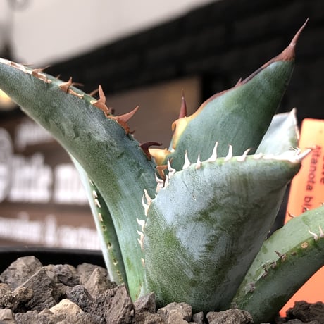 agave titanota blue《小さめM size》選抜株※現地球株発根済※今季の成長が楽しみな纏まり締まりも良き一株‼︎※mad black pot植え