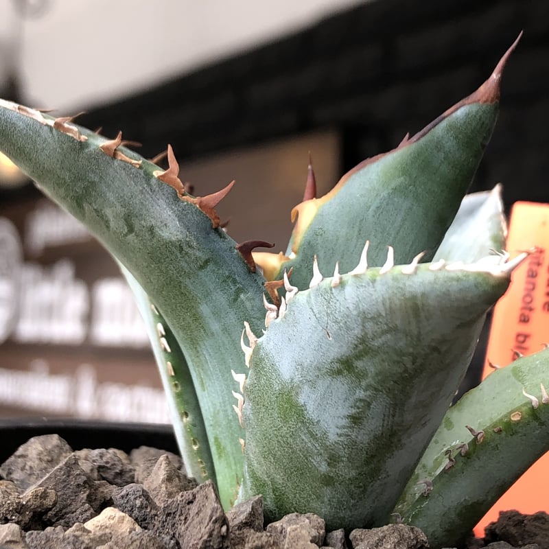 agave titanota blue《小さめM size》選抜株※現地球株発根済 agave titanota blue《小さめM size》選抜株※現地球株発根済