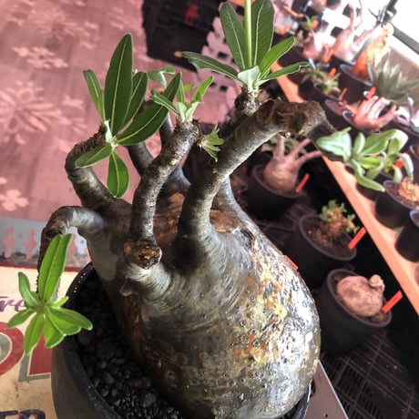 packypodium  gracilius《LL size》※現地球発根済株※店主国内管理8年株※big‼︎全体バランス絶妙樹形なinterior性高き一株※mad black bowl pot植え