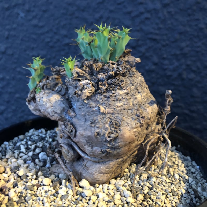 euphorbia clavigera《激希少》M size | plants holi