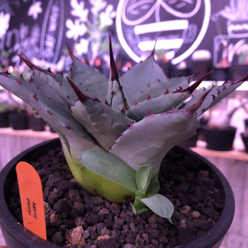 agave parryi var,huachucensis（M size）※女性にも人気a