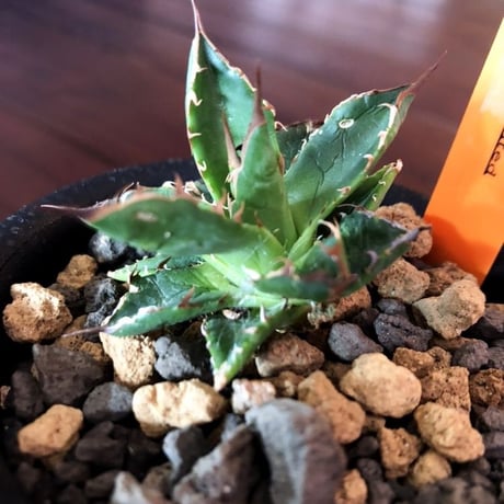 agave    ドワーフィー