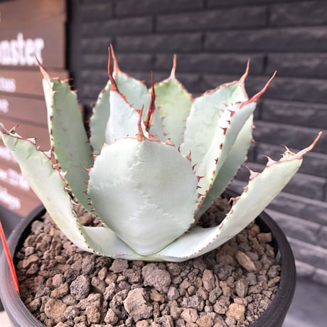 agave guadalajalana《大きめM size》※現地球発根後店主国内管理3年株※極締まり良き美しすぎるボール樹形の選抜株※mad black bowl pot植え