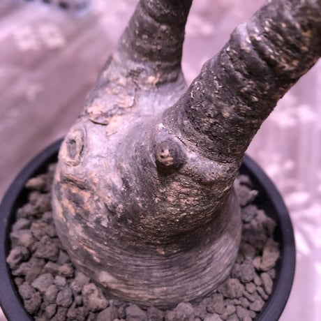 packypodium  gracilius《M  size》※現地球発根済株‼︎※現地焼け&捻くれた歪感がわざとっぽくかわいい一株‼︎※mad black pot植え