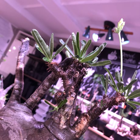 packypodium  gracilius《L size》W-he'd株※現地球発根済株※店主国内管理7年株※極バランス‼︎管理長きmad質な渋い奴※mad black bowl pot植え