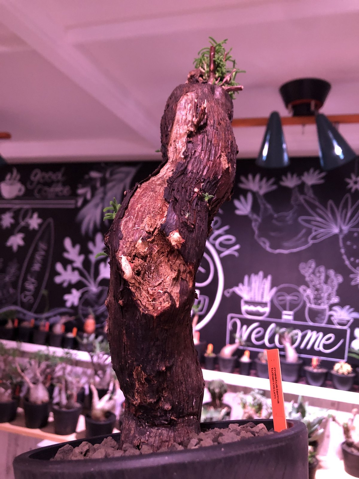 希少メストクレマツベローサム発根済 mestoklema tuberosum《S S size