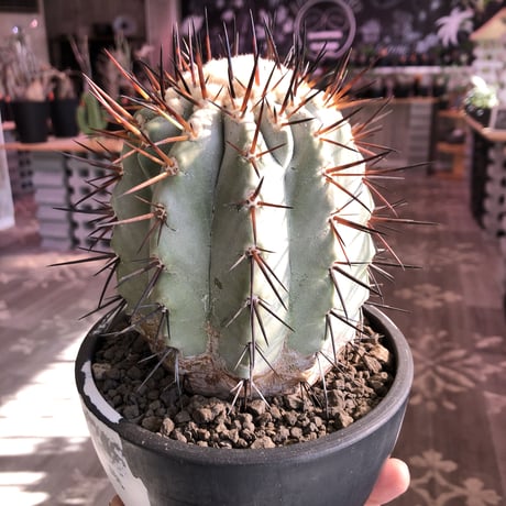 copiapoa   cinerea  黒王丸《M size》発根済み株  ※国内9年株  bowl  marble  pot植え