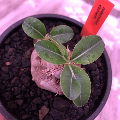packypodium    roslatum var. eburneum（S size）現地球   発根済み株　※mad black bowl pot植え