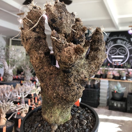 xerophyta  trichophylla《S size》※現地球発根済株※驚愕強靭株※限りなくweightはlow‼︎品種としこれでもかわいい小振りサイズ‼︎※mad black pot植え
