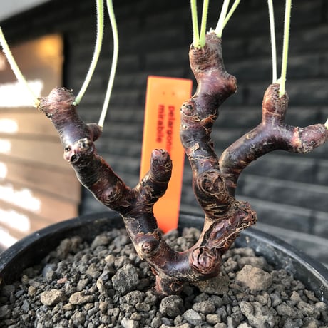 pelargonium  mirabile《大きめS size》※現地球店主国内管理4年株※愛おしく堪らないと感じる冬型の人気者※mad black pot植え
