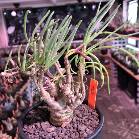 othonna protecta《L size》※現地球発根済株※今後輸入が厳しく流通少ない美しいプロテクタ‼︎サイズもbigな良株※mad black bowl pot植え