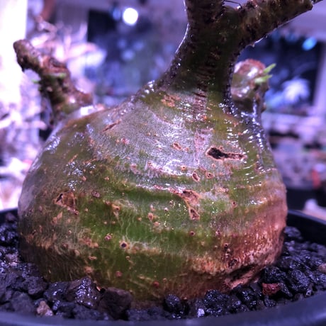 packypodium  gracilius《大きめM size》※現地球発根済株※店主国内管理5年株※一部現地焼けと希少green肌＆纏まり過ぎない歪感ぼってり樹形※mad black pot植え