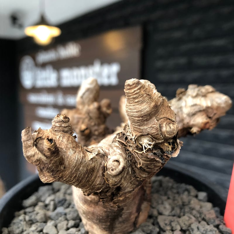 euphorbia itremensis《L size》※現地球株発根済①※極太塊根＆極太枝を