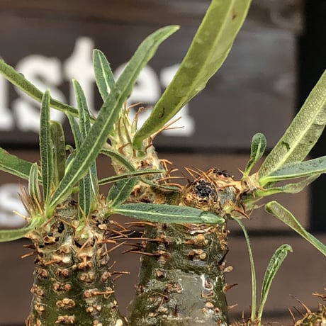pachypodium  gracilius《大きめS size》激希少‼︎極green肌※現地球発根済株※店主国内管理2年株※手を開いたような良き枝振りな低重心樹形※mad black pot植え