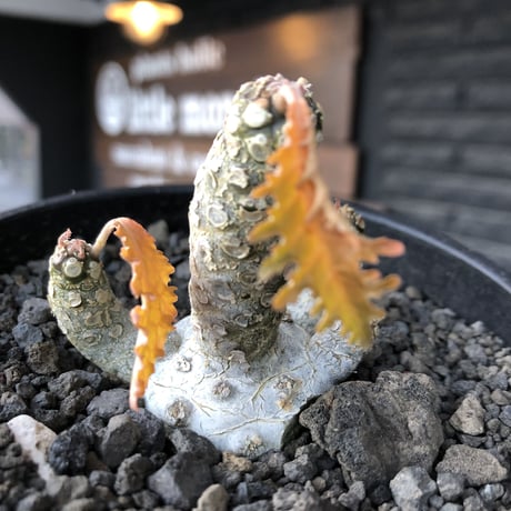 希少‼︎dorstenia  horwoodii《大きめM size》※現地球株発根済※極白肌&weight低きぼってり株元に良枝振りが堪らない※black bowl pot植え