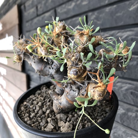 othonna  euphorbioides《L L size》※現地球発根後店主国内管理4年株※大きくどっしり構えの良balance樹形※mad black pot植え