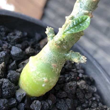 希少‼︎ dorstenia gigas《大きめS size》littmon seed🌱（実生株）※大変樹形バランス良き株元もぼってり樹形な選抜株‼︎※mad black pot植え