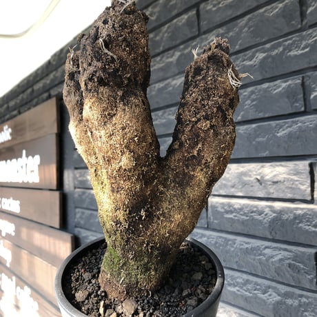 xerophyta trichophylla《S size》※現地球発根後店主国内管理2年株※驚愕強靭株※良balanceな一株※mad black pot植え