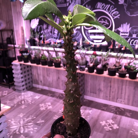 packypodium  baronii《LL size》※驚愕‼︎ヤバい極太bigバロニー‼︎※mad black pot植え✨驚愕‼︎1周年感謝株No.⑨