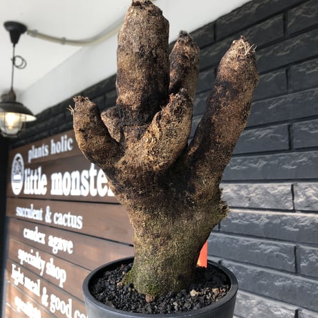 xerophyta trichophylla《S size》※現地球発根後店主国内管理2年株※驚愕強靭株※太く良枝振りな一株※mad black pot植え