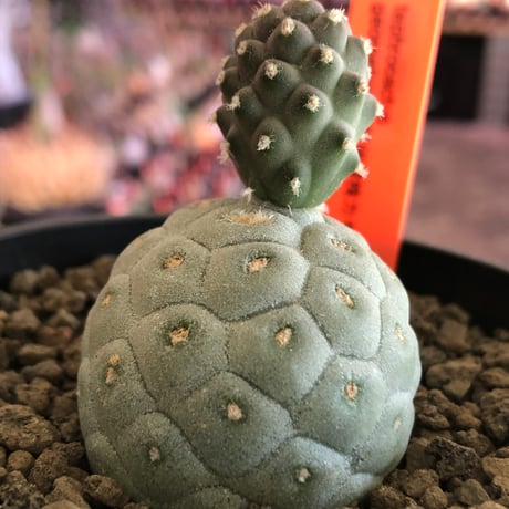 tephrocactus geometricus 《M size》※現地球株カキ仔発根済※①丸々とかわいく綺麗な玉型維持のカキ仔※black bowl pot植え