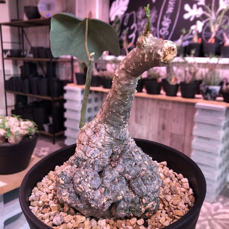 adenia    stylosa《M  size》発根済み株　再入荷分‼︎