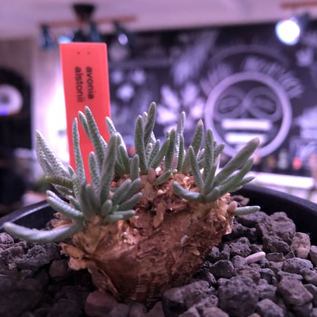avonia   alstonii《大きめM size》※大きめ塊根の葉のしなやかさと愛くるしさ満点な堪らない冬の人気者‼︎※ mad black pot植え