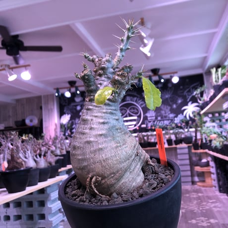 packypodium   saundersii（M  size）※現地球発根済株※可愛すぎるほどぼってり樹形且つ株元は木質化したギャップ萌えサンデルシー※mad black bowl pot植え
