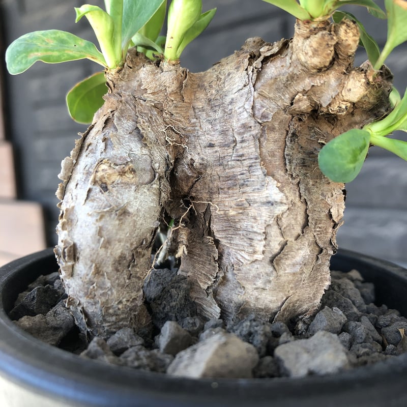 euphorbia itremensis 《M size》※現地球発根後店主国内管理3年