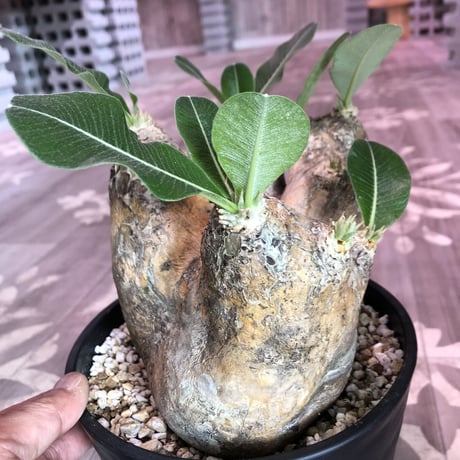 packypodium    roslatum var. eburneum（L size）現地球   未発根株