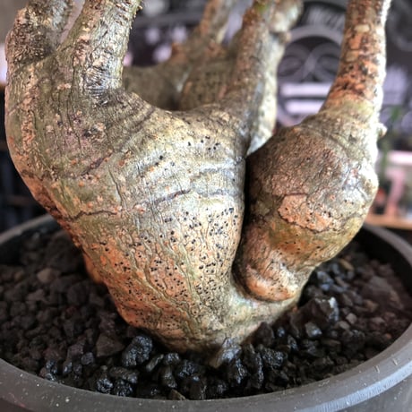 pachypodium gracilius 《M size》※four-he'd株※現地球発根済株※店主国内管理2年株※荒い岩肌ゴツゴツ感も堪らない四分頭株※mad black bowl pot植え