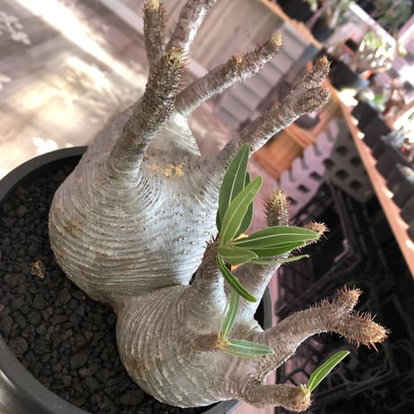 packypodium  gracilius《L size》W-hed※一周年記念vol１※現地球発根済み株‼︎※質良し!リトモン渾身のW-hed※mad black bowl pot植え