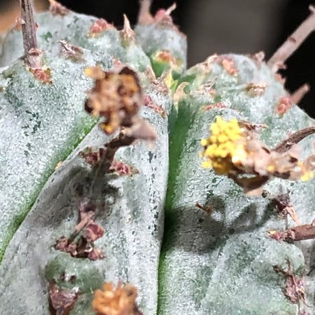 euphorbia horrida var.norveldensis《大きめS size》※現地球株発根済※激希少‼︎どっしり樹形にビンテージ感も強き渾身の一株‼︎※black bowl pot植え
