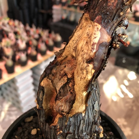 mestoklema  tuberosum《L size》※現地球発根済株※幹太め且つ激しいエグれがビンテージ感と味深さ感じる一株‼︎※mad black bowl pot植え
