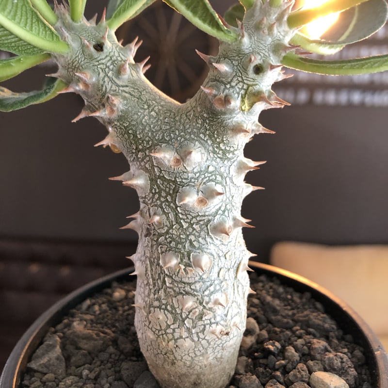 pachypodium tackyi《M size》希少種※littmon seed 4年株※ pachypodium tackyi《M size》希少種※littmon seed 4年株※