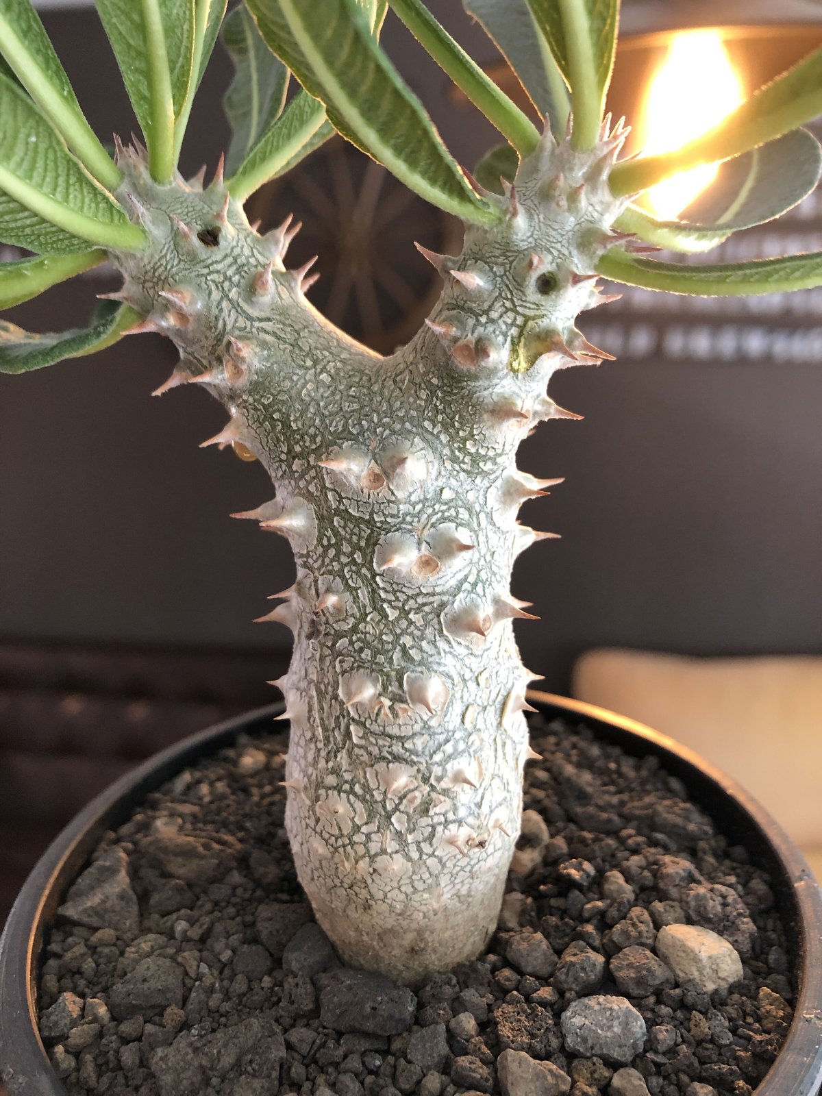 パキポディウム　タッキー　Pachypodium Tackyi c37707eb2561c0032252b182c6752b