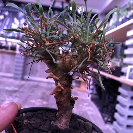 othonna   euphorbioides《M size》※幹上がり仕立てのバランス良き美株‼︎ ※mad black pot植え