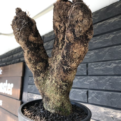 xerophyta trichophylla《S size》※現地球発根後店主国内管理2年株※驚愕強靭株※良balanceな一株※mad black pot植え