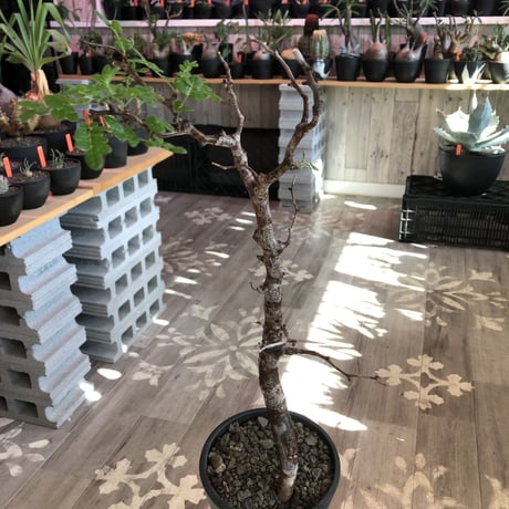 commiphora   monstrosa《 M  size》※現地球発根済株※店主国内管理3年株※weight低く枝振りも抜群な良樹形モンスト‼︎※mad black pot植え