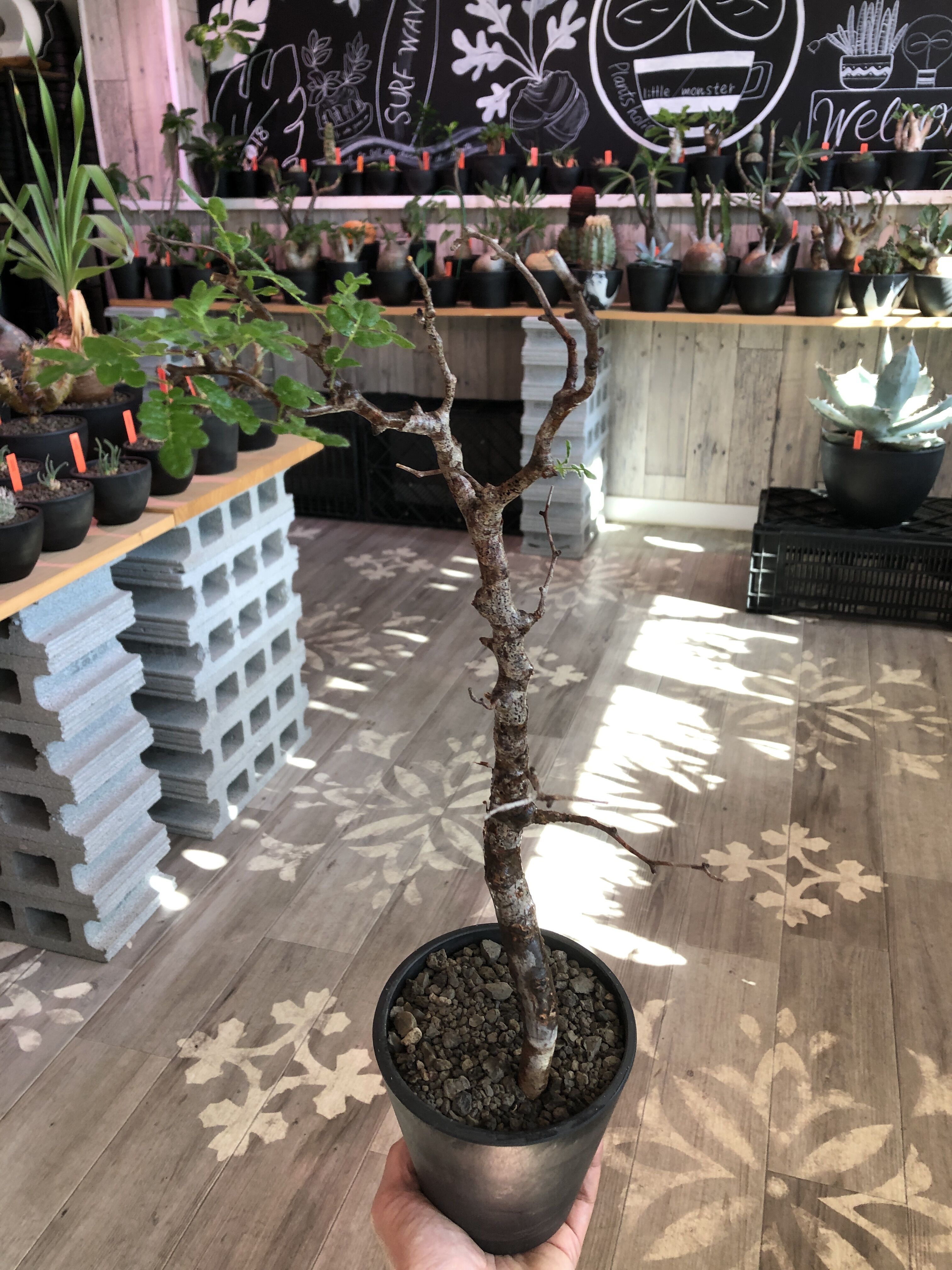 commiphora monstrosa《 M size》※現地球発根済株※店主国内管理