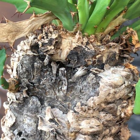 euphorbia clavigera 《M size》※現地球株発根済※ワイルドすぎる勲章（傷跡）を持ち樹形バランスも抜群な良き出立ちな一株※black pot植え