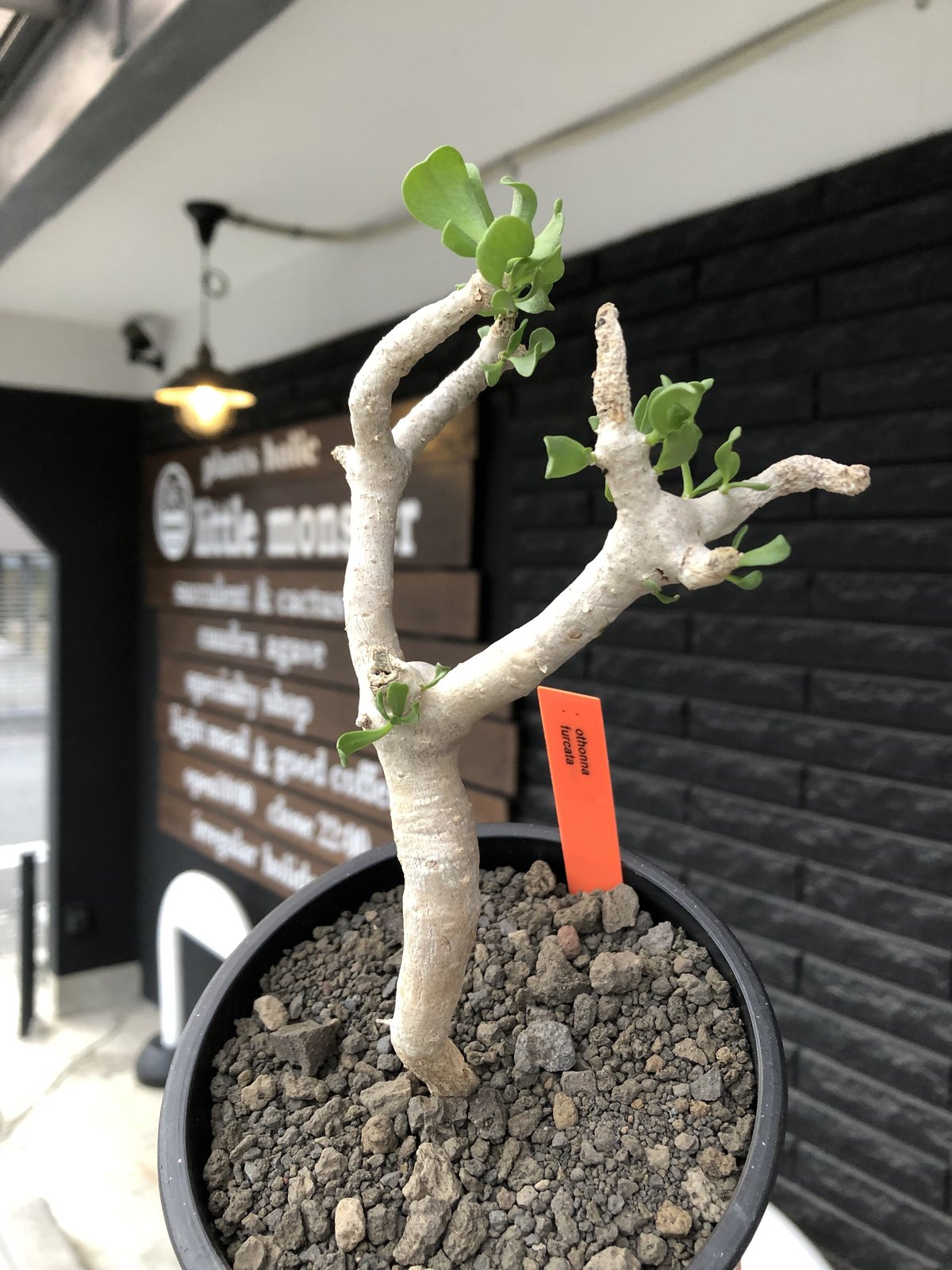 【極美・白肌】オトンナ・フルカタ 塊根植物 コーデックス　発根済 othonna furcata《大きめS size》極白肌株※現地球発根後店主国内管理3