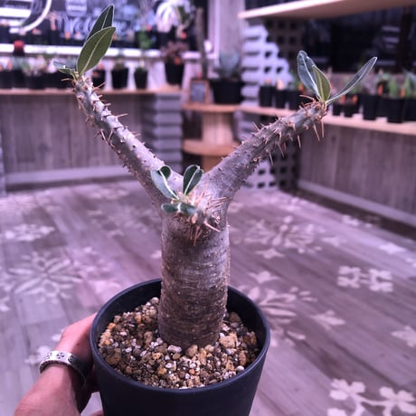 packypodium    cactipes《S size》発根済み株‼︎