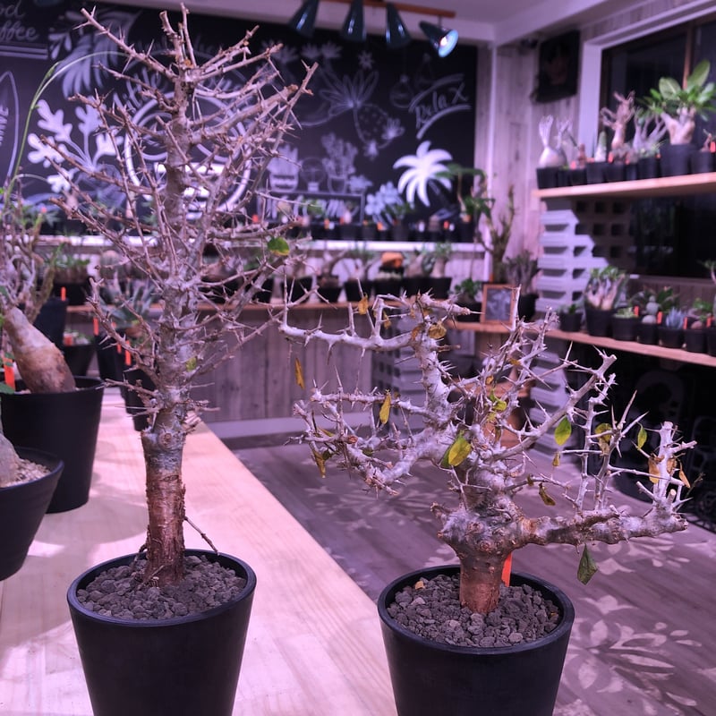 n*k様 コミフォラ・セルビフォリア（現地株、発根済み、特大） Commiphora saxicola コミフォラ サクシコラ 発根済現地株 C10